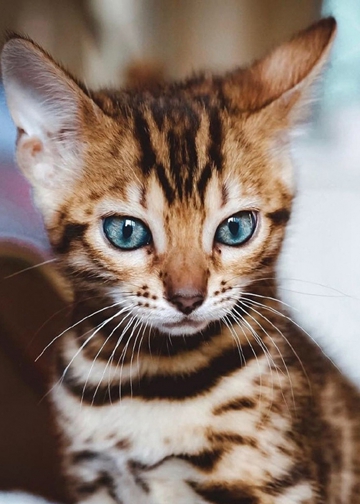 温顺的蓝眼豹猫手机壁纸