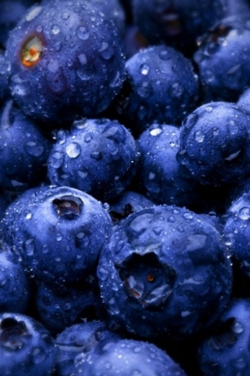 蓝莓艺术写真图片壁纸