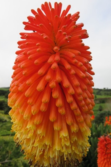ʺƻĻٺӰд