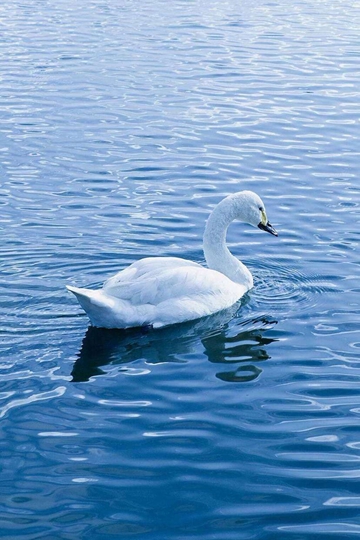 <b>ˮŵİΨͼƬ</b>