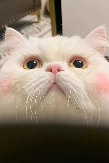 ɰСèèͼƬ