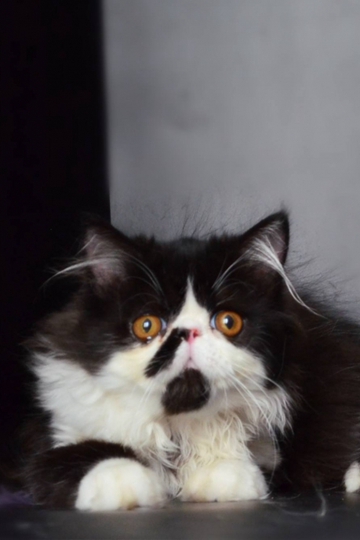 ȿɰСӷèӰͼƬ