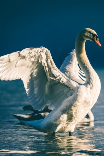 <b>ˮϸ߹ŴİӰͼƬ</b>