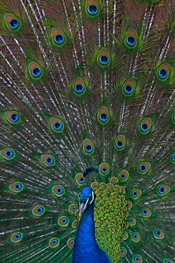 <b>еĿȸëӰͼƬ</b>