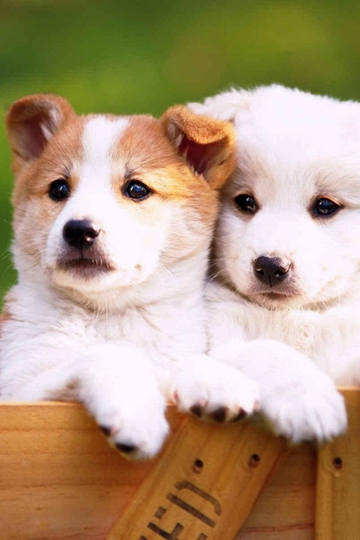 <b>ϵСӰͼƬ</b>