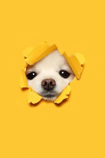 <b>ɰůȵСӰд</b>