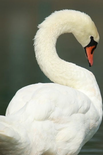 <b>ׯŵİӰͼƬ</b>