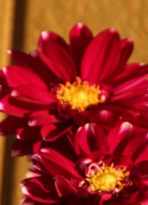漂亮的红色大丽菊唯美壁纸图片