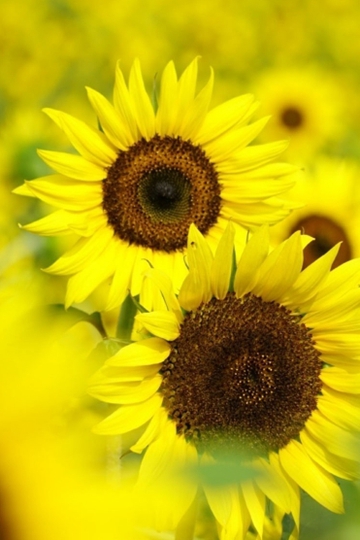 <b>տԴΨӰͼƬ</b>