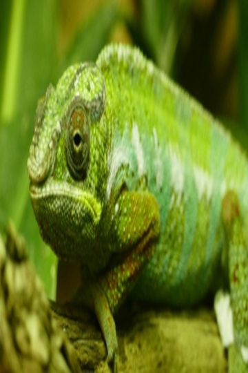 <b>΢㾵ͷ泬Ƭ</b>