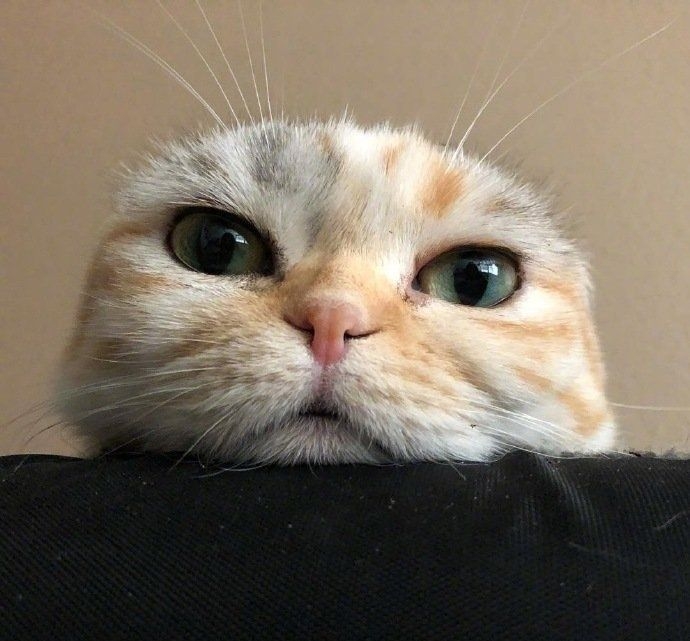 ë޳ɰСèͼƬ