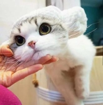 ȵĴ۾۶èͷ