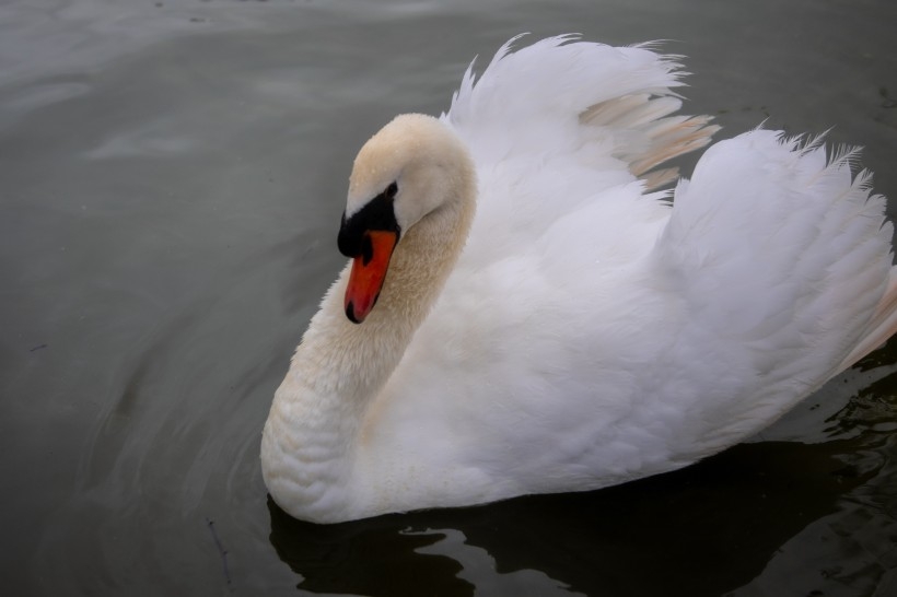 ŵİʵͼƬ