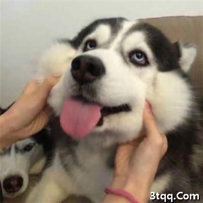 èľ޿ɰȶͷ
