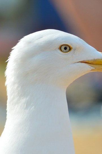 <b>ŸϬͷͼƬ</b>