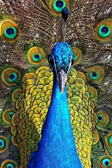 <b>ȸëдͼƬ</b>