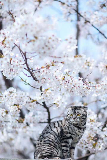 <b>ӣƬҲ̫˰ɣλӣͼƬ</b>