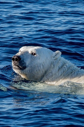 海水中悠闲的北极熊憨憨可爱手机壁纸