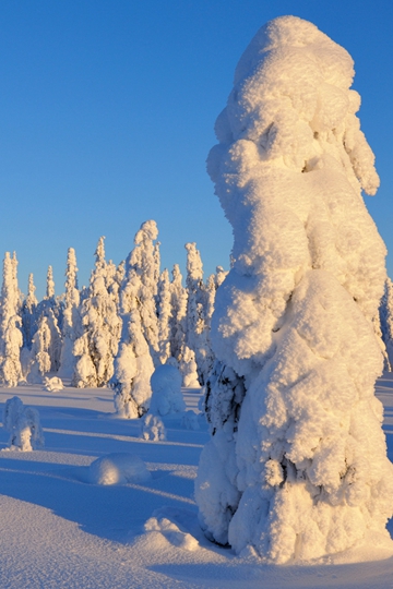 冰天雪地下的松树高大挺拔风景桌面壁纸