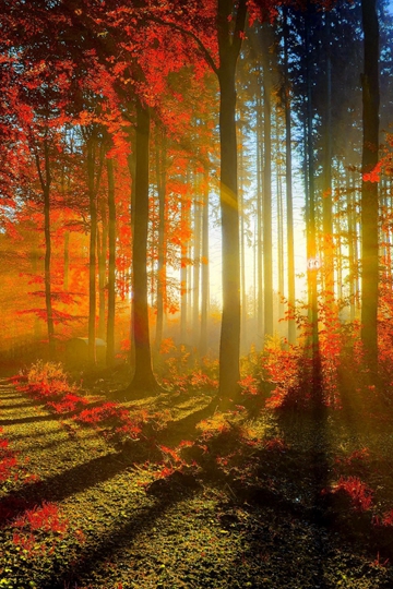 洒向森林里的阳光朦胧梦幻风景桌面壁纸
