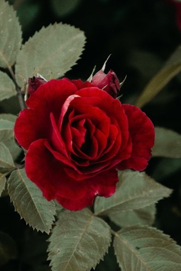 玫瑰花的功效与作用 玫瑰花唯美桌面壁纸