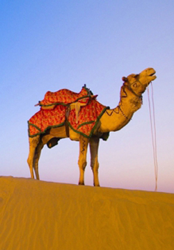 印度沙漠憩息的骆驼风景图片