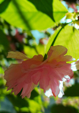 浪漫粉色花卉植物意境图片
