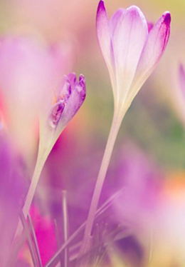 治愈系唯美紫色花朵意境图片