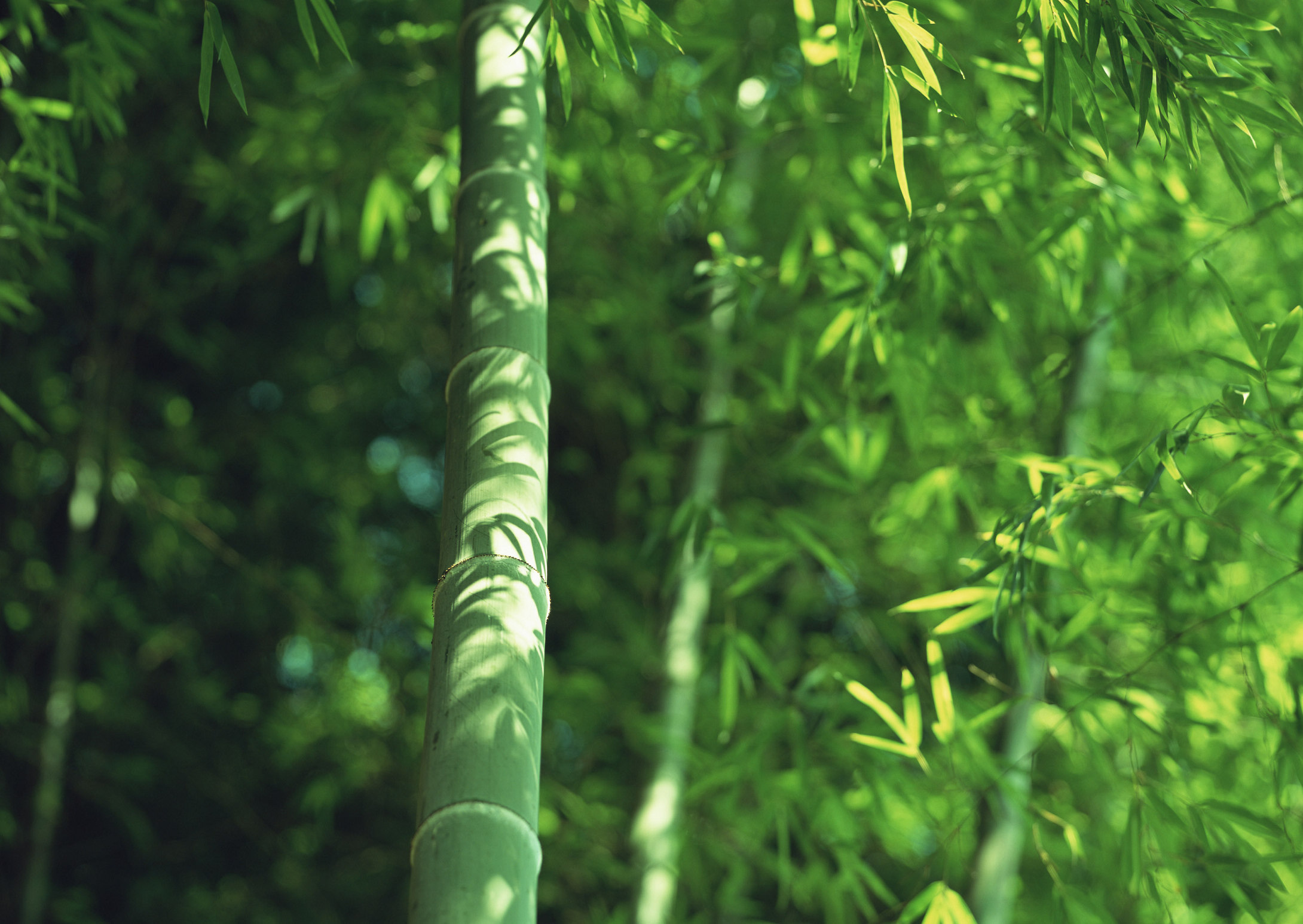 茂密的竹林绿色风景壁纸 唯一图库