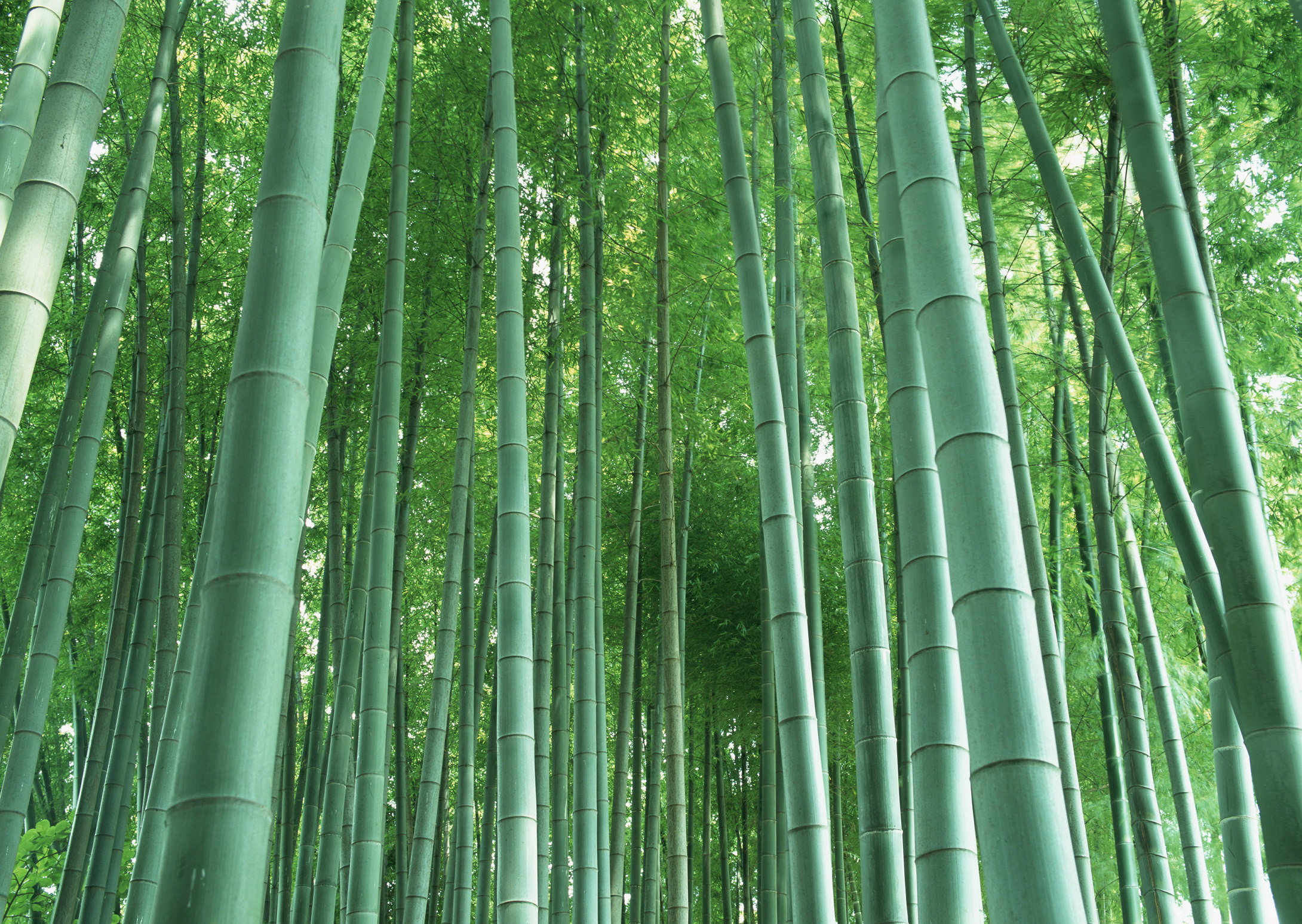 茂密的竹林绿色风景壁纸 唯一图库